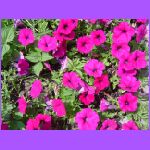 Flowers At Gas Station.jpg